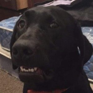 Meet your Posher, Alex